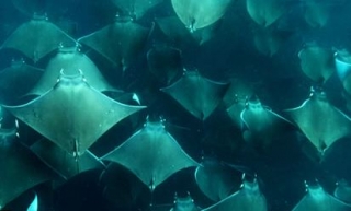  Underwater Landscape 